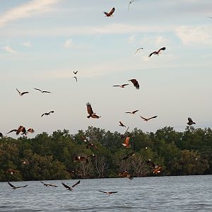 Brahminy kite (Haliastur indus) feeding frenzy