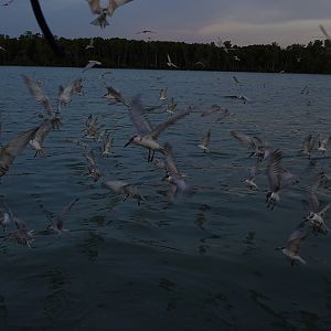 Whiskered tern (Chlidonias hybrida) feeding frenzy