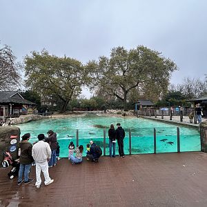 Humboldt Penguin Exhibit