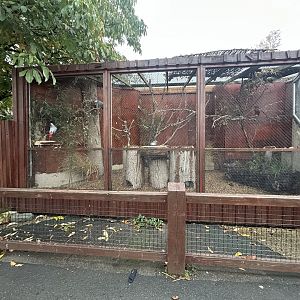 African Grey Parrot Aviary