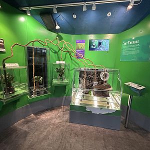 Leafcutter Ant Exhibit - Tiny Giants