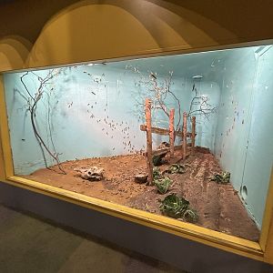 Desert Locust Exhibit - Tiny Giants