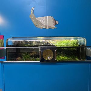 Sunburst Diving Beetle Exhibit - Tiny Giants