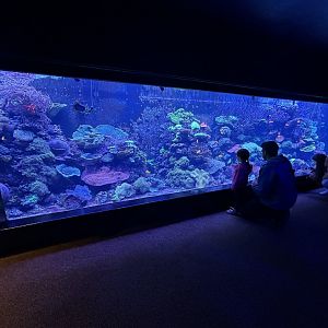 Coral Reef Tank - Tiny Giants