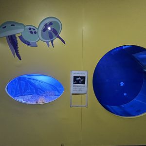 Jellyfish Exhibits - Tiny Giants