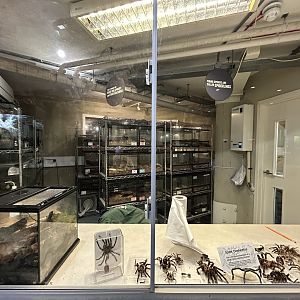 Off-show Arachnid Room - Tiny Giants