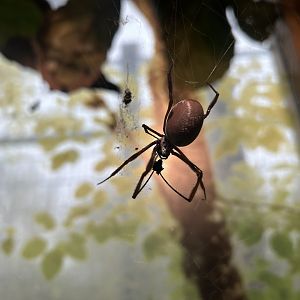 Australian Golden Orb Weaver