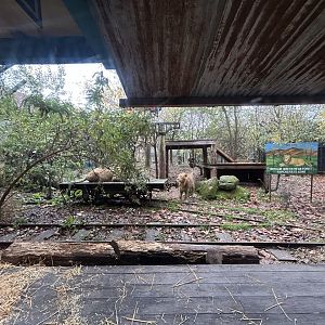 Lion Exhibit - Land of the Lions