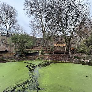 Lion Exhibit - Land of the Lions