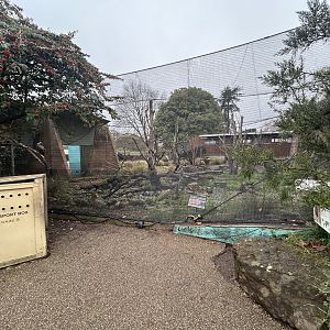 Ruppell’s Griffon Vulture Aviary - Land of the Lions