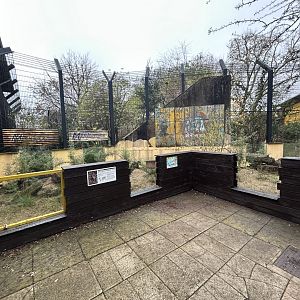 Small Indian Mongoose Exhibit - Land of the Lions