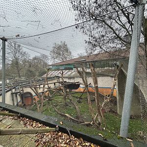 Hanuman Langur Exhibit - Land of the Lions