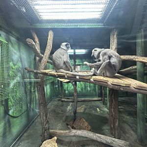 Indoor Hanuman Langur Exhibit - Land of the Lions