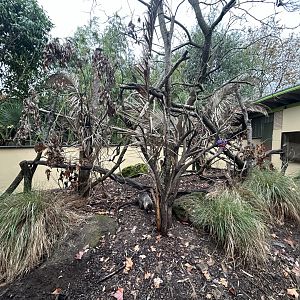 White-nosed Coati Exhibit
