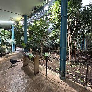 Tropical Bird Walkthrough - Blackburn Pavillon