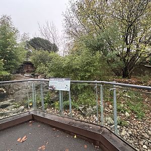 Asian Small-clawed Otter Exhibit