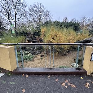 Dwarf Mongoose Exhibit