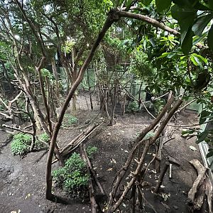 Mixed-species Exhibit - Rainforest Life