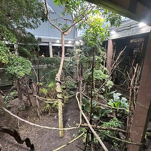 Mixed-species Exhibit - Rainforest Life