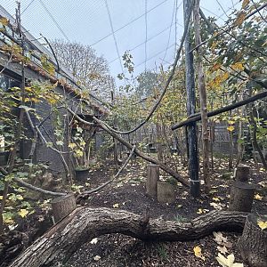 Gentle Lemur Exhibit - Rainforest Life