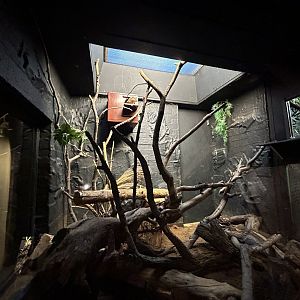 Boky Boky Exhibit - Rainforest Life