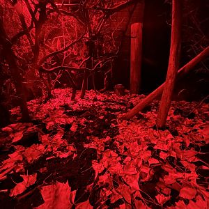 Grey Mouse Lemur Exhibit - Rainforest Life