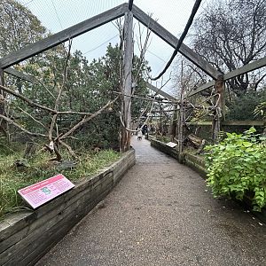 Ring-tailed Lemur Walkthrough Exhibit