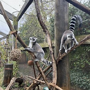 Ring-tailed Lemurs