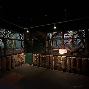 Indoor Okapi Exhibit