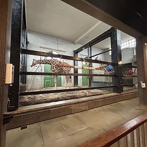 Indoor Giraffe Exhibit