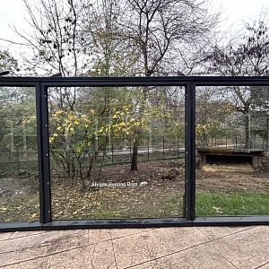 African Painted Dog Exhibit