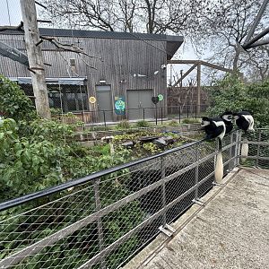 Colobus Monkey Walkthrough Exhibit (Snowden Aviary)