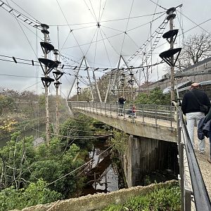 Colobus Monkey Walkthrough Exhibit (Snowden Aviary)