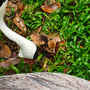 Wattled Crane chick (Grus carunculata)