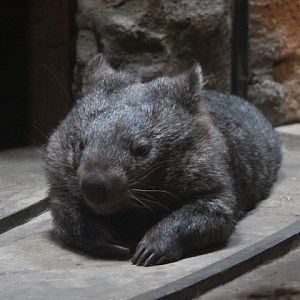 Wendy, the mainland wombat (Vombatus ursinus hirsutus) - Indoor exhibit