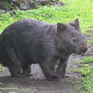 Wendy, the mainland wombat (Vombatus ursinus hirsutus) - Outdoor exhibit