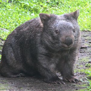 Wendy, the mainland wombat (Vombatus ursinus hirsutus) - Outdoor exhibit