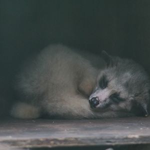 Javan small-toothed palm civet (Arctogalidia trivirgata trilineata)