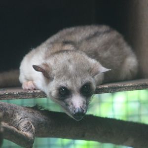 Javan small-toothed palm civet (Arctogalidia trivirgata trilineata)