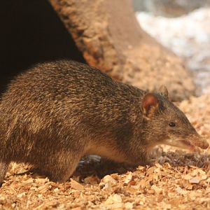 Raffray's bandicoot (Peroryctes raffrayana raffrayana)