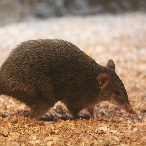 Raffray's bandicoot (Peroryctes raffrayana raffrayana)