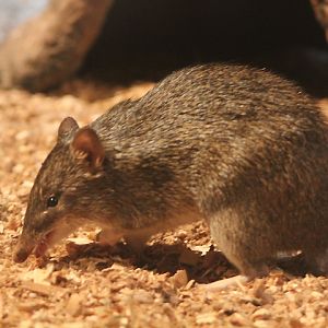 Raffray's bandicoot (Peroryctes raffrayana raffrayana)