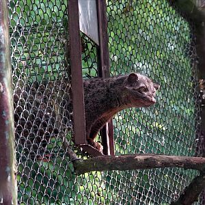 African palm civet
