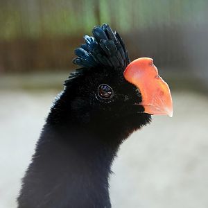 Razor-billed curassow