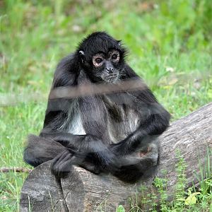Yucutan spider monkey