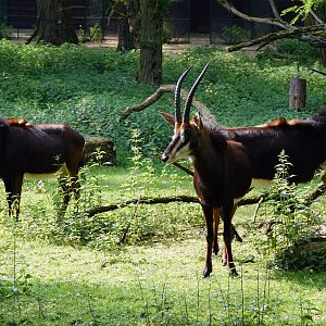 Black sable antelope