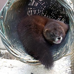 European mink