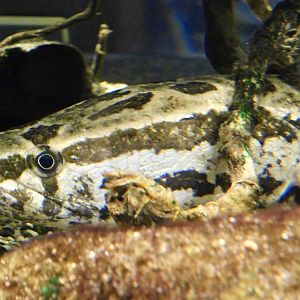 Northern Snakehead (Channa argus) - Kawasui Kawasaki Aquarium November 19, 2025