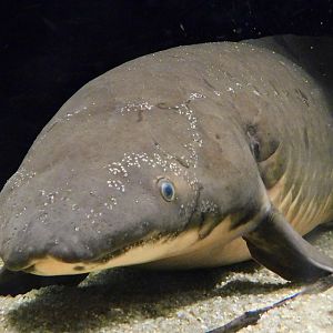 Australian Lungfish (Neoceratodus forsteri) - Kawasui Kawasaki Aquarium November 19, 2025