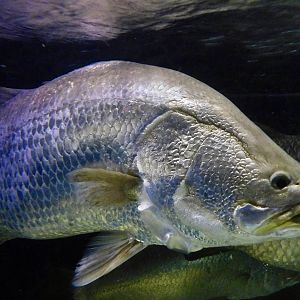 Barramundi (Lates calcarifer) - Kawasui Kawasaki Aquarium November 19, 2025